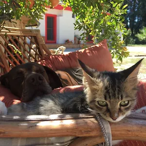 Dane Gokova Akcapinar (Mugla)